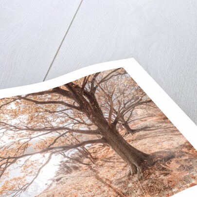 Derwentwater, Lake district by Assaf Frank